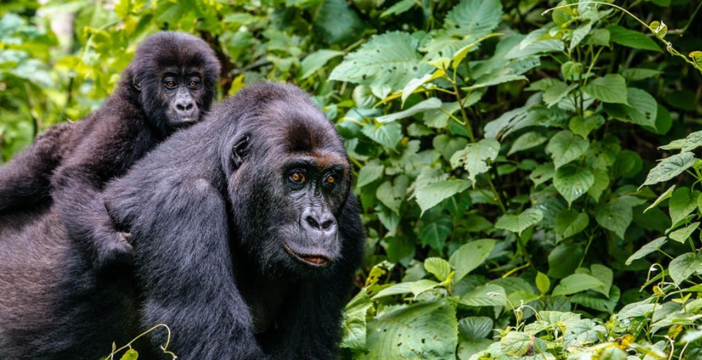 4 days Congo lowland and mountain gorilla tracking Safari