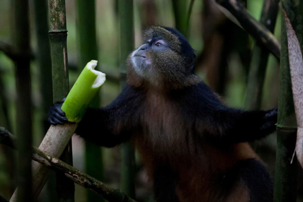 Golden monkey habituation experience in Uganda