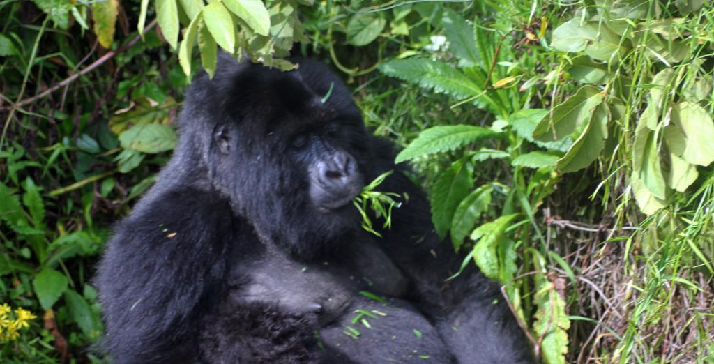 3 days Mgahinga discounted Gorilla trekking