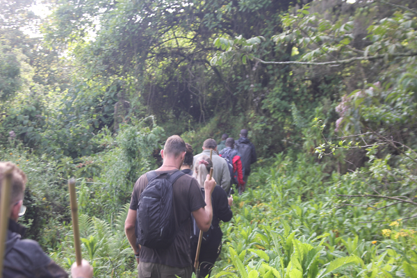Uganda gorilla trekking for seniors