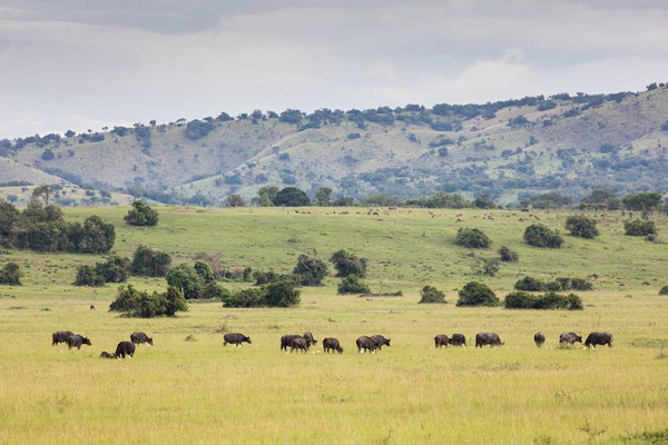 big five safaris in akagera national park