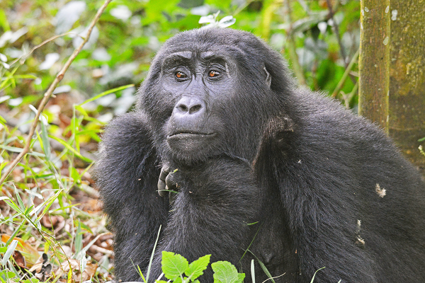 Gorilla groups in Volcanoes National Park.