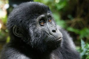 bwindi gorilla trekking from kabale