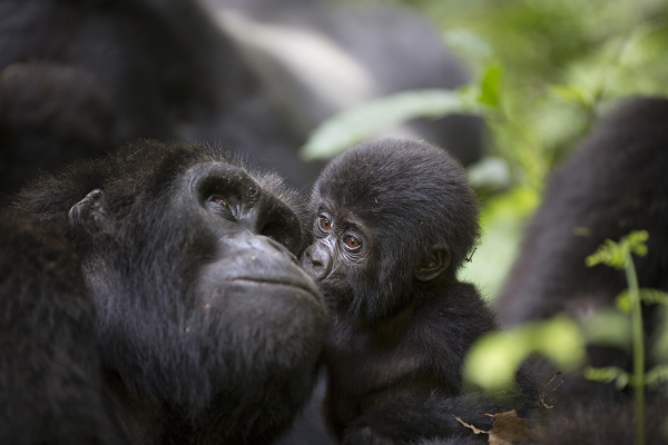 Last-minute gorilla trekking in Rwanda.