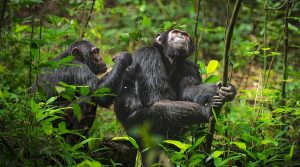 Best primate National Parks in Uganda 2 Best primate National Parks in Uganda