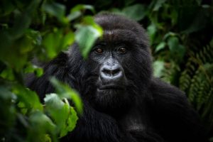 Home 28 Best primate National Parks in Uganda
