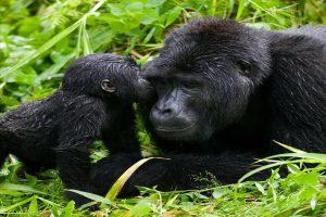 Home 29 Kyaguriro Gorilla family in Ruhija sector