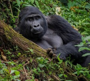 How can I Book a Gorilla Permit in Uganda? 2 How can I Book a Gorilla Permit in Uganda?