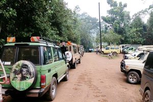 Home 28 Best Time to visit Uganda