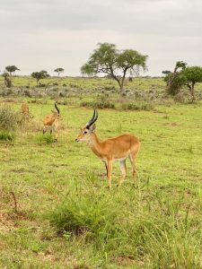 Best Time to visit Uganda 2 Best Time to visit Uganda