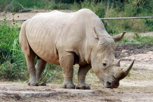 Home 28 Reintroduction of Rhinos to Kidepo valley National Park in Uganda