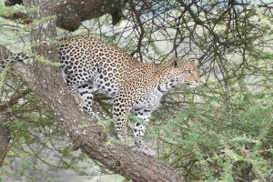 Home 28 Best places to see Leopards in Uganda.