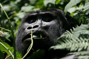 Home 28 Budget Gorilla Trekking in Uganda