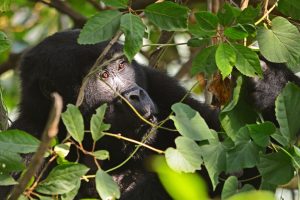 Home 29 Age Limit for Gorilla Trekking in Africa