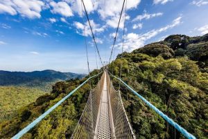 Home 28 Attractions in Nyungwe Forest National Park
