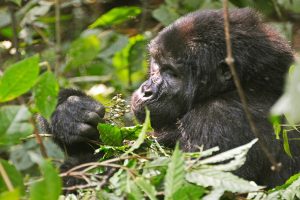 Home 28 Gorilla Trekking Permits in Uganda