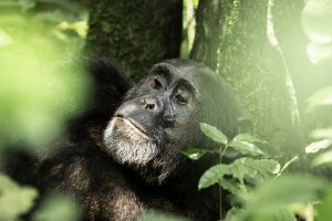 Home 29 Chimpanzee Trekking Rules and Regulations