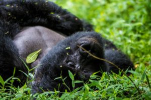 Home 30 Gorilla Trekking Rules and Regulations