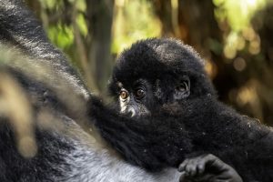 Home 28 How Difficult Is Gorilla Trekking in Uganda