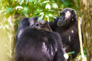 Home 29 Park Entry Fees for Kibale National Park