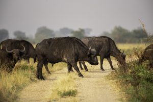 Home 28 Park Entry Fees for Queen Elizabeth National Park