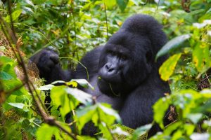 Home 28 Uganda Gorilla Trekking vs Rwanda Gorilla Trekking